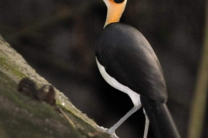 Лиси сороки - які птиці птахів? Лиси сороки - які птиці птахів?