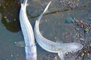 Ліжетатонос Ліжетатонос