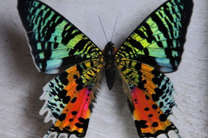 Мадагаскарський метелик уранія Мадагаскарський метелик уранія