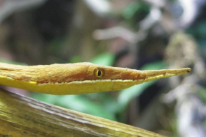 Мадагаскар листон змія - прекрасна маскування маскування Мадагаскар листон змія - прекрасна маскування маскування