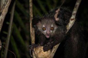 Мадагаскар ровонозка, або ах-ах - факти, характеристика та фотографії Мадагаскар ровонозка, або ах-ах - факти, характеристика та фотографії