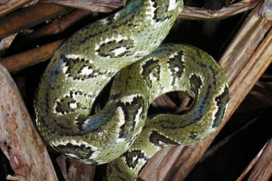 Мадагаскар вудні катання - мадагаскар ентемік Мадагаскар вудні катання - мадагаскар ентемік