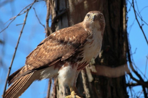 Мадагаскар короткий охолоджений сарріч Мадагаскар короткий охолоджений сарріч