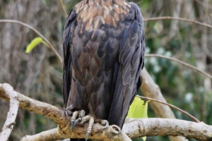 Мадагаскар орлан-крікун - голий яструб Мадагаскар орлан-крікун - голий яструб