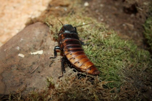 Мадагаскар тарган Мадагаскар тарган