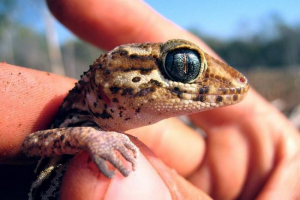 Мадагаскар земляний gecko - мультфільм острів ентемік Мадагаскар земляний gecko - мультфільм острів ентемік