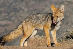Магелланова собака. Хто і для якого тварина переслідується? Магелланова собака. Хто і для якого тварина переслідується?