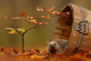 Чарівна золота осінь та тварини: чарівні рамки