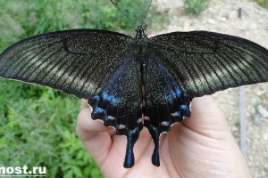 Метелик mahaon butterfly. Mahaon lifestyle and habitat Метелик mahaon butterfly. Mahaon lifestyle and habitat