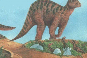 Масавр Масавр