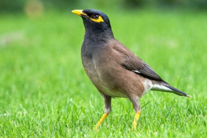 Провулок Провулок