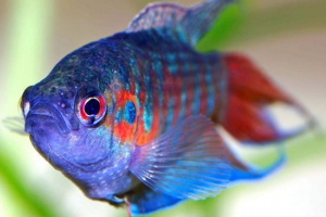 Маклоп Маклоп