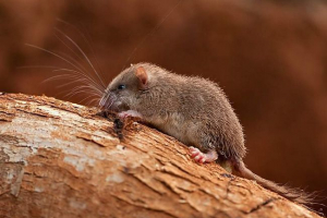 Малабар колі соня - ендемія індустанських гір Малабар колі соня - ендемія індустанських гір