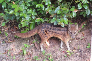 Малагасійська смугастий кінет Малагасійська смугастий кінет