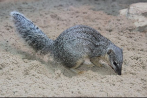 Малагасійський вузькосмуговий мангаун Малагасійський вузькосмуговий мангаун