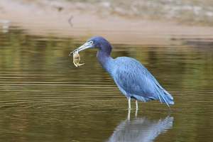 Маленька синя чапля Маленька синя чапля