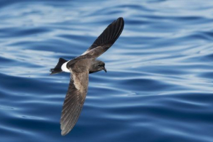 Малий гойдалки Малий гойдалки