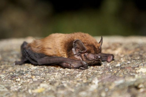Малий вечірній вечір Малий вечірній вечір