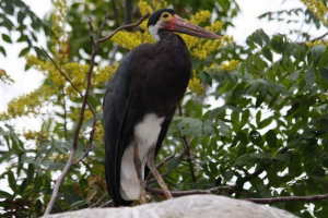 Малайська вовна лелека - риси птахів Малайська вовна лелека - риси птахів