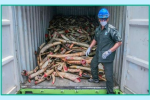 Малайзія знищила 9,5 тонни слонової кістки Малайзія знищила 9,5 тонни слонової кістки