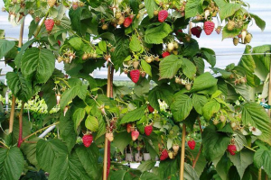 Малиновий Малиновий