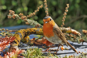 Робін Робін