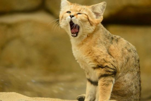 Дрібні кішки і все про них Дрібні кішки і все про них