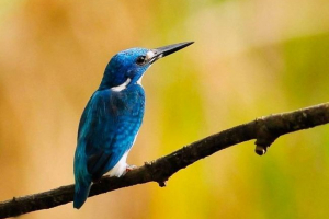 Маленькі сині місячні бою - строкатний привернення ендемічної індонезії Маленькі сині місячні бою - строкатний привернення ендемічної індонезії