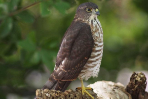 Малий бунт Малий бунт