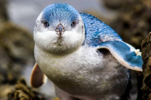 Невеликий пінгвін Невеликий пінгвін