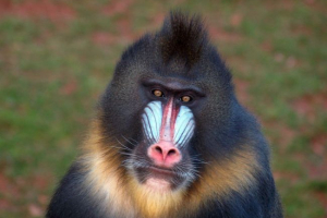 Мандриль Мандриль