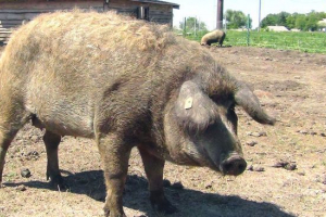 Мангаліца Мангаліца