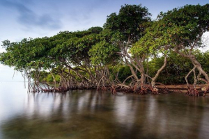 Мангрові ліси Мангрові ліси