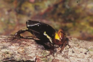 Мантел бернхард - отруйна жаба з мадагаскару Мантел бернхард - отруйна жаба з мадагаскару