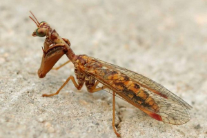 Мантіспа - богомол або златагід? Мантіспа - богомол або златагід?