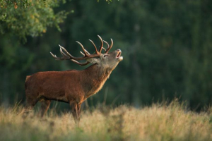 Марал Марал