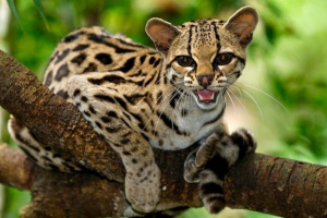 Маргай Маргай