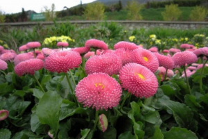 Маргаристський багаторічний Маргаристський багаторічний