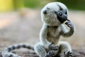 Мовчання Мовчання