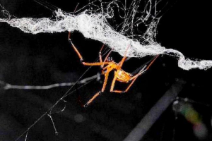 Lraketment в чужому будинку: чому чоловіки чорні зуби? Lraketment в чужому будинку: чому чоловіки чорні зуби?