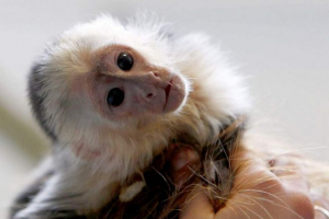 Мартишка відкрив власник свого кешу Мартишка відкрив власник свого кешу