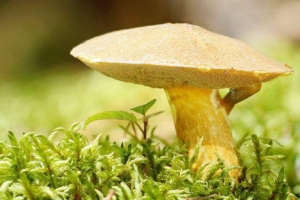 Масленок жовто-коричневий (строкатний) Масленок жовто-коричневий (строкатний)