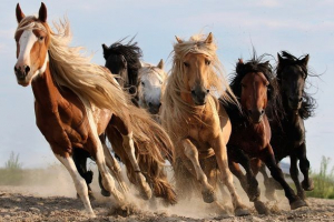 Покісні коні. Опис, особливості та назви смуг коней Покісні коні. Опис, особливості та назви смуг коней