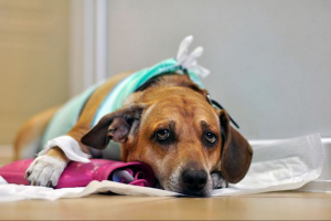 Мастит у собаці - що небезпечно? Мастит у собаці - що небезпечно?