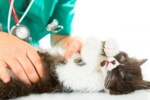 Мастопатія в кішках - ніж небезпечна? Мастопатія в кішках - ніж небезпечна?