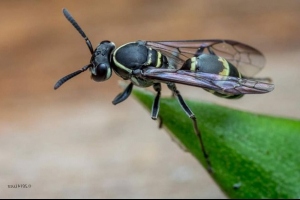 Мед ос: true або міф? Мед ос: true або міф?