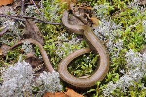 Месянка Месянка