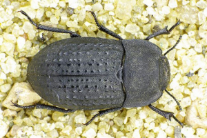 Сейс-медлей: ліжко огородніков Сейс-медлей: ліжко огородніков