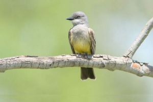 Медичний сказчик Медичний сказчик