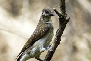 Медоїди - мед-фахівці пошуку Медоїди - мед-фахівці пошуку